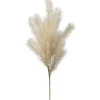 Marie Dumas Cream Pampas Feather Stem