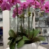 Marie Dumas Five Stem Fuschia Orchid Arrangement