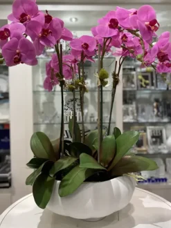 Marie Dumas Five Stem Fuschia Orchid Arrangement