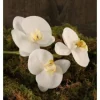 Marie Dumas Phalaeonopsis 3 Flowers - White
