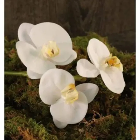 Marie Dumas Phalaeonopsis 3 Flowers - White