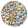 Marie Dumas The Butterfly Effect Wall Art