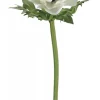 Marie Dumas White Anemone Poppy