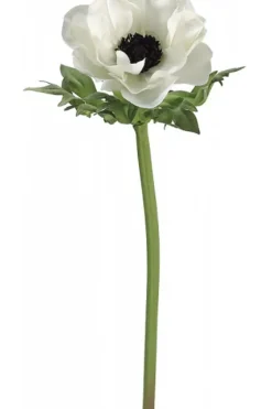 Marie Dumas White Anemone Poppy